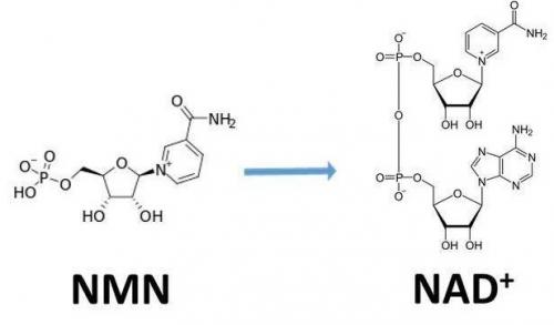 從生物學(xué)角度看NMN:為何能延緩衰老和提高免疫力？