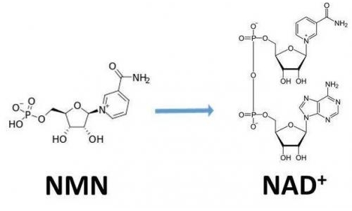 從生物學(xué)角度看NMN:為何能延緩衰老和提高免疫力？